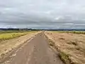 Canada geese on the San Pablo Bay Trail on Mare Island