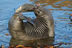 Young elephant seal at rookery, MBNMS