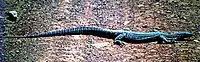 Sand goanna near Broken Hill