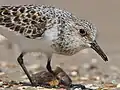 Sanderling at High Island, Texas