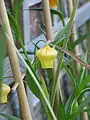 Yellow-flowered form of plant: cultivated specimen trained on small bamboo trellis to support lax growth.