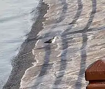 a Curlew sandpiper foraging near the barricade at the lake