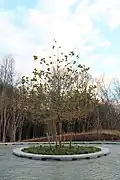 Sycamore tree in the basin