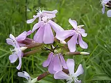 Flowers of Saponaria officinalis