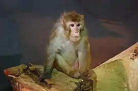 Rhesus macaque