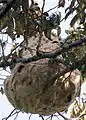 Nest of V. velutina about 30 feet up on a durian tree in Malaysia