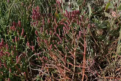 Growing in Parksville, British Columbia