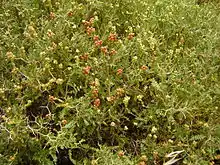 Image 4Thorny burnet (Sarcopoterium spinosum) (from Wildlife of Jordan)