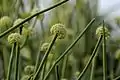 Sarcostemma acidum flowering