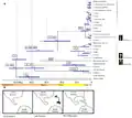 Sarraceniaceae chronogram based on combined data