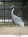 Sarus crane