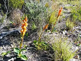 Habitat and habit