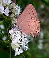 Satyrium edwardsii