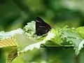 White-letter hairstreak on Lutece elm