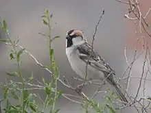 Small bird with a large bill, bold head markings, a dull belly, and a patterned back perching on a twig.