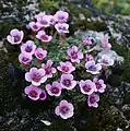 Purple saxifrage.