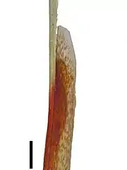 Ligule of Schoenus bolusii (black scale bar represents 1 mm)