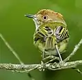 Buonaventura Reserve, Umbrella Bird Lodge - Ecuador