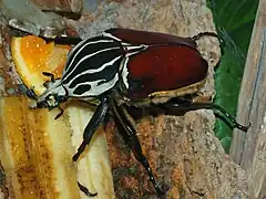 Goliathus goliatus male, at the Montreal Insectarium