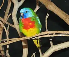 A green parrot with a red chest, a yellow underside, and a blue head