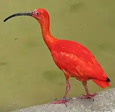 Scarlet ibis (Eudocimus ruber)