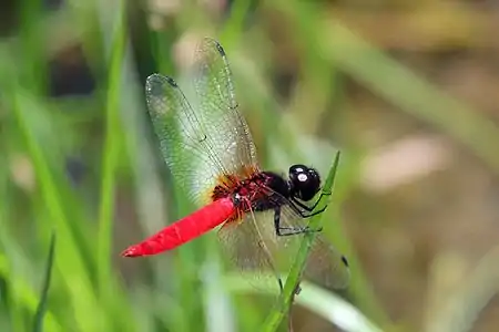 Aethriamanta brevipennis male