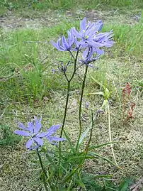 Camas (Camassia quamash)