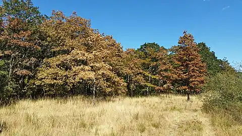 Garry oaks (Quercus garryana) with senescing leaves