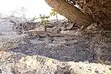 Plateau fence lizard (Sceloporus tristichus), Emory County, Utah, USA, (17 September 2016)