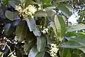 Flowers and leaves