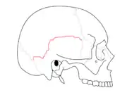 Squamosal suture