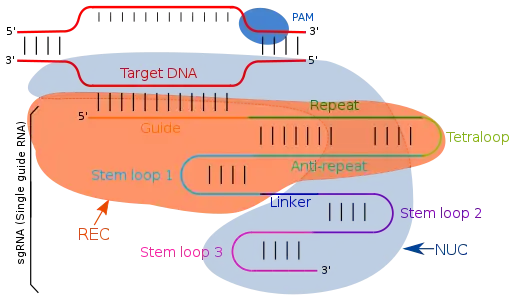 Complementary base pairing between the sgRNA and genomic DNA allows targeting of Cas9 or dCas9