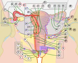 Female reproductive system numbered parts