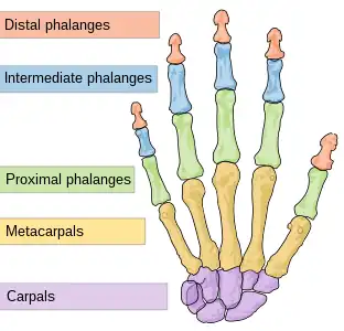 Hand bones. Note the thumb has no blue middle phalanx.