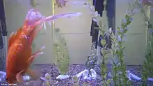 A tank filled with gold fish with a live web camera feed