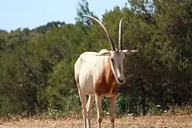 Scimitar oryx