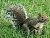 Sciurus carolinensis