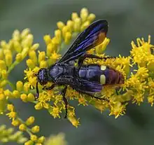 S. dubia dubia in Maryland.