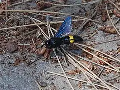 Scolia hirta unifasciata