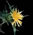 inflorescence yellow flower