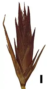 Spikelet (black scale bar represents 1 mm)