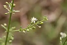 Scoparia dulcis, near F.Cl. de Patako, Senegal