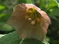 Single flower of Scopolia japonica showing dehiscence of ripe anthers