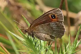 E. a. caledoniaArgyll, Scotland