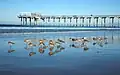 Birds in front of Scripps Pier