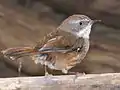 White-browed scrubwren (Sericornis frontalis)