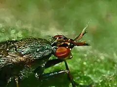 Head with hairy terminal antennae