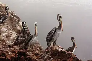 Pelicans, Ballestas Islands