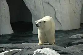 A polar bear