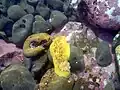 Peltodoris nobilis, Moss Beach, California